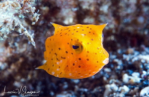 Thornback Cowfish/Photographed with a Canon 60 mm macro l... by Laurie Slawson 